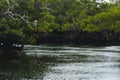 A Heron in a tree