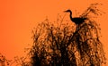 Heron in a tree Royalty Free Stock Photo