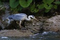 Grey Heron, Ardea cinerea, catching fish, standing on the riverbank in the evening. Royalty Free Stock Photo