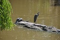 Heron and two turtles Royalty Free Stock Photo