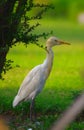 Heron in Victoria memorials' park. Kolkata, India Royalty Free Stock Photo