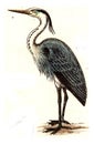 Heron, vintage engraving