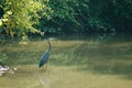 Heron Wading