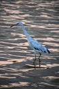 Heron Wading in the Water Looking for Fish Royalty Free Stock Photo