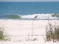 Heron walking on beach Royalty Free Stock Photo