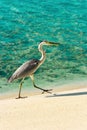 Heron walking on a beach Royalty Free Stock Photo