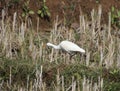 Heron walking on the field and looking at the front, to hunt insects Royalty Free Stock Photo
