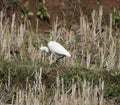 To hunt insects, the heron walking on the field and looking down Royalty Free Stock Photo