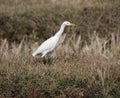 The heron walking and watching the farm, hunting for insects Royalty Free Stock Photo