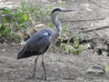 A heron walking Royalty Free Stock Photo