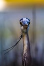 Vertical Shot of a Great Blue Heron Staring Right at Me Royalty Free Stock Photo