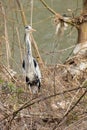 Heron among the waste of the river polluted by the incivility of man Royalty Free Stock Photo