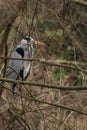 Heron among the waste of the river polluted by the incivility of man