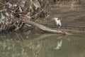 Heron among the waste of the river polluted by the incivility of man
