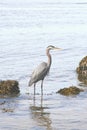 Heron in water