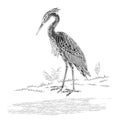 Heron water bird vintage engraving vector Royalty Free Stock Photo