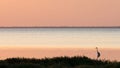 A heron in the water of the estuary Royalty Free Stock Photo