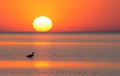 A heron in the water of the estuary at the shore against the background of the sea sunset Royalty Free Stock Photo