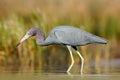 Heron with water grass. Little Blue Heron, Egretta caerulea, in the water, Mexico. Bird in the beautiful green river water. Wildli Royalty Free Stock Photo