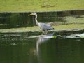 Heron on the water