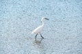 heron with white feather enjoy the day at the sandy beach Royalty Free Stock Photo