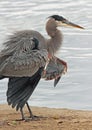Heron Royalty Free Stock Photo