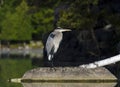 Heron in the Wilderness