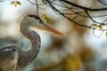 Heron at the Zoo