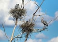 Heronry nest site against blue skies and fluffy white clouds Royalty Free Stock Photo