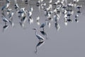 Herons. Royalty Free Stock Photo