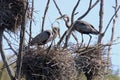 Herons Building a Nest