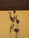 HERONS EAT AT MORNING Royalty Free Stock Photo