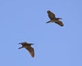 Herons in flight Royalty Free Stock Photo