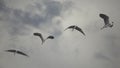 Blue herons in flight Royalty Free Stock Photo