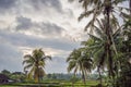 The herons fly over the rice fields Royalty Free Stock Photo