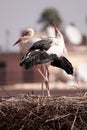 Herons in Marrakesch Royalty Free Stock Photo