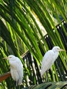 Herons in peace Royalty Free Stock Photo