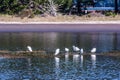 Herons on the pond in Bolinas, California Royalty Free Stock Photo