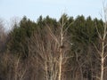 Great Blue Herons and red wing blackbird Royalty Free Stock Photo