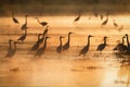 Herons at sunset