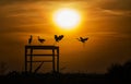 Herons at Sunset silhouetted Royalty Free Stock Photo