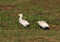 Herons in wildlife