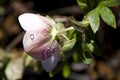 Heronswood Pink flower in Spring. Royalty Free Stock Photo