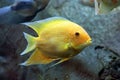 Heros efasciatus. Severum Cichlid close up in water