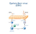 Herpes. The Epstein-Barr virus EBV replication cycle Royalty Free Stock Photo