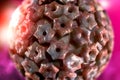 Herpes Simplex Virus Infection