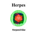 Herpes structure. Herpes virus infection. Sexually transmitted diseases. Infographics. Vector illustration on isolated