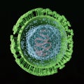 Herpes Virus