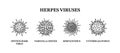 Herpes viruses. Hand drawn set of microorganisms. Scientific vector illustration in sketch style