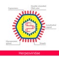 Herpesviridae. Classification of viruses.